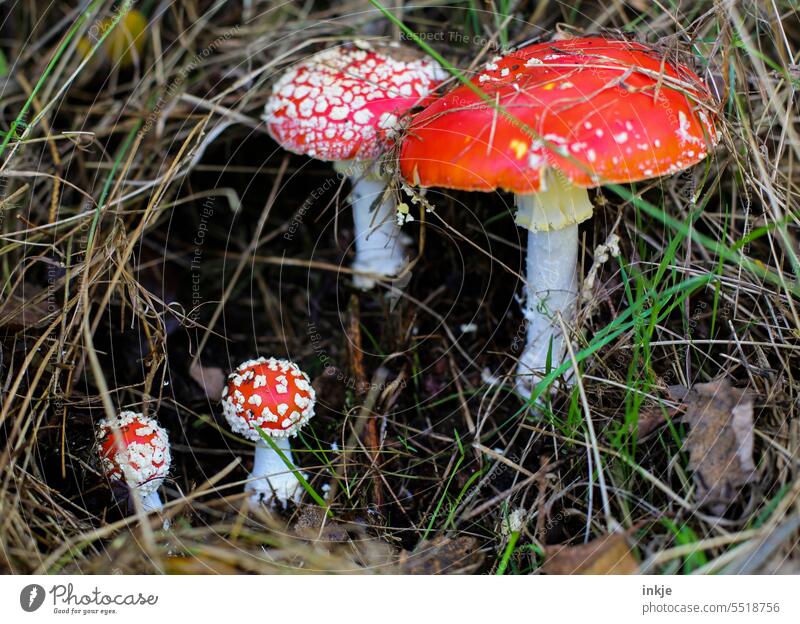 Moralpredigt Fliegenpilz Farbfoto Menschenleer Außenaufnahme Pilz Giftig Sammeln Pilze sammeln Größenverhältnis Natur Herbst Nahaufnahme natürlich