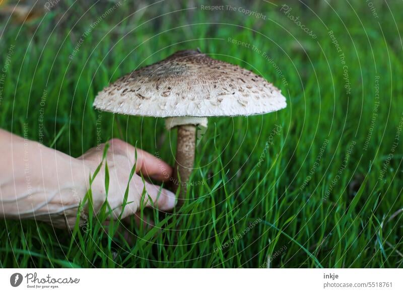 Schirmpilz Speisepilz essbar giftig Wiese Hand Pilze sammeln Natur Wald Herbst Außenaufnahme natürlich Farbfoto grün