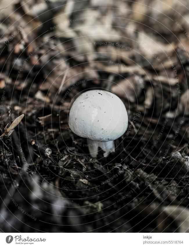 Champignon oder Knollenblätterpilz? Giftig Verwechslungsgefahr Nahaufnamhe Außenaufnahme Erdboden Waldboden einzeln Pilz Pilze sammeln natürlich weiß Kontrast