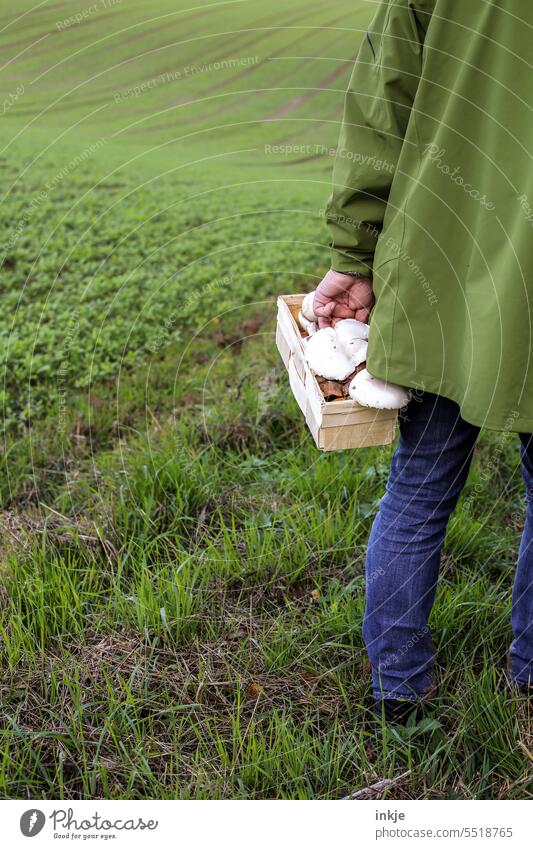 Pilzsammler Außenaufnahme Feldrand Wiese Acker Korb Pilze Speisepilze sammeln Pilze sammeln grün natürlich Herbst essbar Farbfoto frisch eine Person anonym