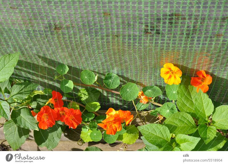 Kapuzinerkresse blüht und rankt an einem selbstgebauten Gewächshaus aus Plastikplanen entlang. Kapuzinerkresseblatt Blüte Blüten orange gelb Blütenblätter Natur