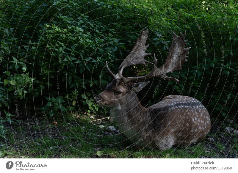 Der kleine Sika Hirsch liegt vor einer Reihe Büschen im Gras. Den Kopf mit seinem schönem Geweih trägt er stolz erhoben Tier Säugetier Wild Wildtier Sikahirsch