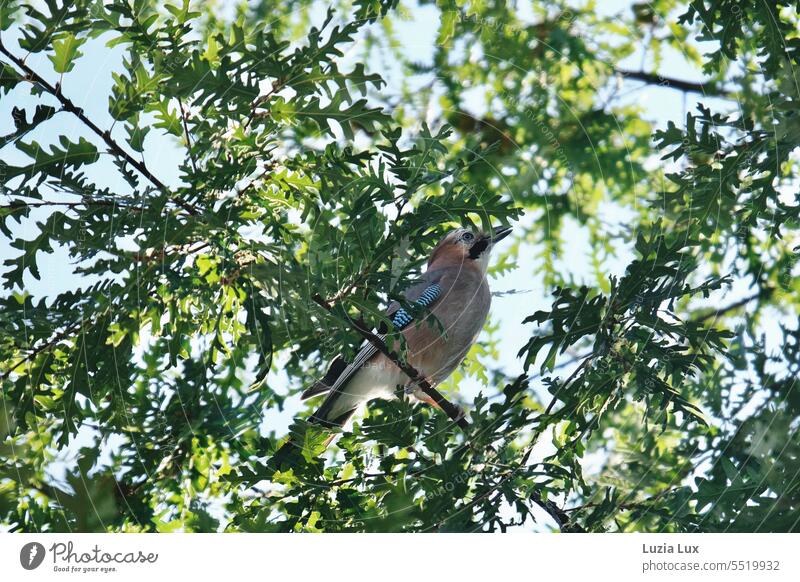 Ein junger Eichelhäher, in Erwartung des Herbst Garrulus glandarius Spätsommer spätsommerlich Natur natürlich Tageslicht Vogel urban Anpassung hell herbstlich