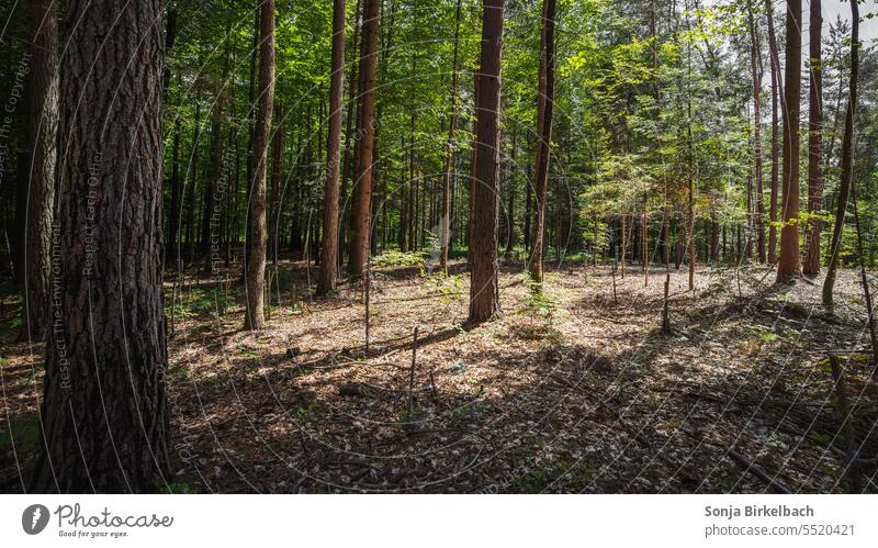 Es grünt der Wald :) Laubwald Laubbäume Natur Baum Außenaufnahme Umwelt Farbfoto Menschenleer Bäume Landschaft Pflanze Laubbaum Sonnenlicht Licht Schönes Wetter