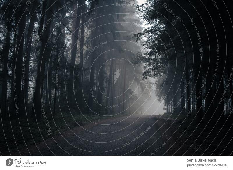 Dunkle Welt - schmale Straße durch einen dunklen Nadelwald in mystischer Nebelstimmung Wald Dunkelheit Weg Düsterniss nebelig Bäume Baum Herbst geheimnisvoll