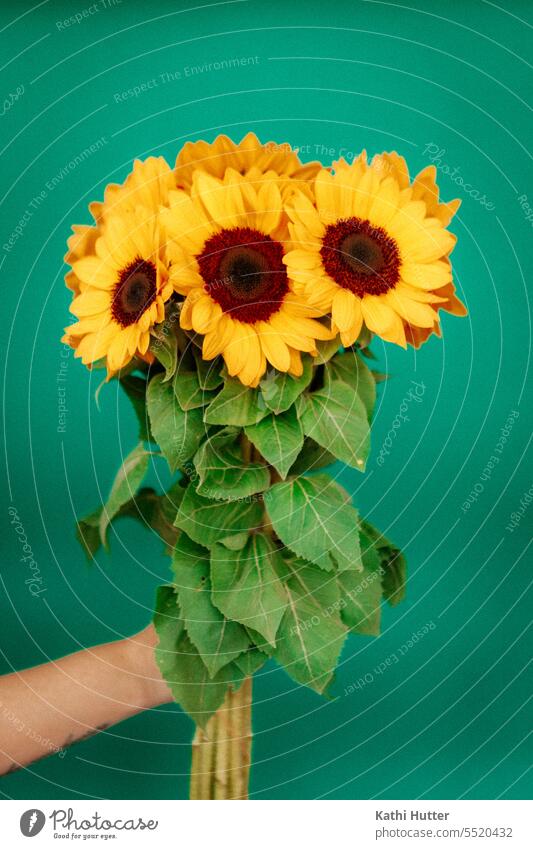 Ein Sonnenblumenstrauss in einer Hand mit grünem Hintergrund Sommer gelb Natur Feld Blume Sonnenblumenfeld Blüte Außenaufnahme Pflanze Blühend Wachstum schön