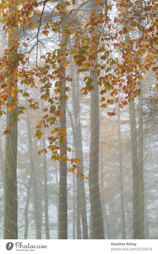 Orangefarbene Herbstblätter gegen neblige graue Baumstämme orange Blätter fallen Natur Bäume tunks Umwelt Laubwerk Hintergrund Blatt Herbstlaub Herbststimmung