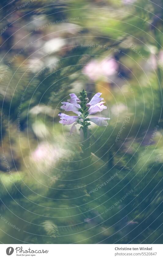 versteckte Gartenschönheit Gelenkblume Physostegia virginiana LIppenblütler Gartenblume Gartenstaude Nektarpflanze Pollenpflanze Sommer Herbst violette Blüten