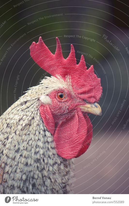 Le Coq Hahn braun grau grün rot schwarz weiß Landleben gefangen Profil Schnabel Strukturen & Formen Tierhaut Feder Muster Bauernhof Landwirtschaft Tierhaltung