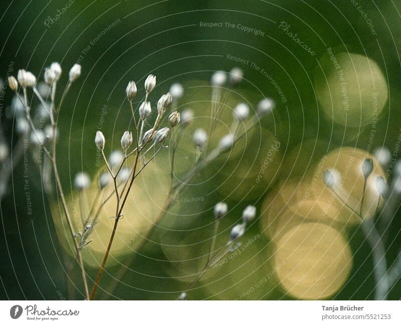 Schleierkraut mit Bokeh Gipskraut Blütenknospen weiß grün Romantik romantisch Liebe Hochzeit Valentinstag Geburtstag Feste & Feiern Natur zart sanft fein