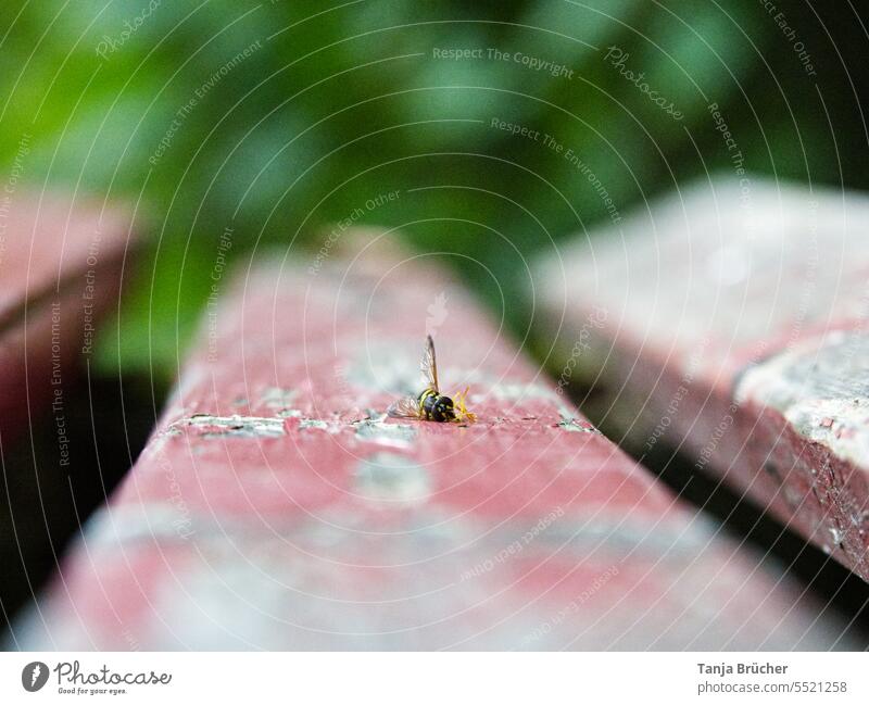 Tote Wespe auf einer verwitterten roten Parkbank Insektensterben Insektenschutz Insektenvernichtungsmittel Totes Insekt Umweltschutz Umweltverschmutzung