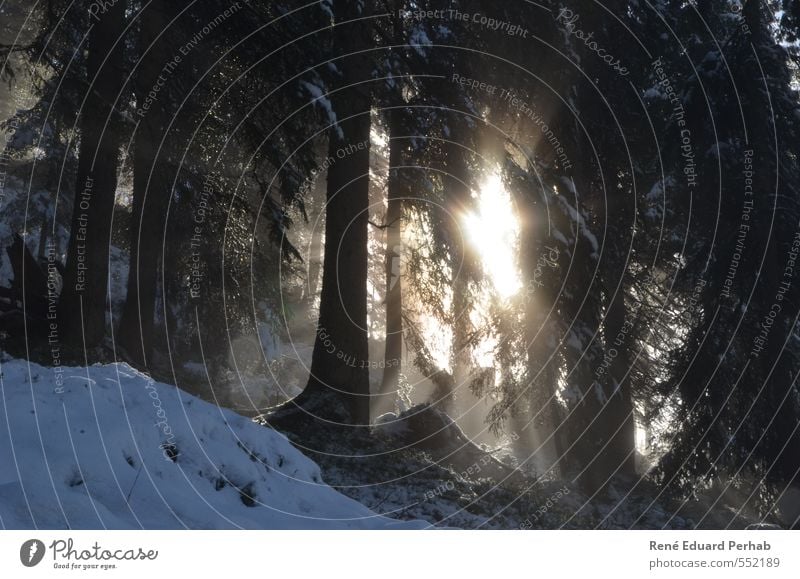 Sonnenstrahlen die in den Wald dringen... Umwelt Natur Landschaft Erde Luft Wassertropfen Wolken Herbst Winter Klima Wetter Schönes Wetter Schnee Pflanze Baum