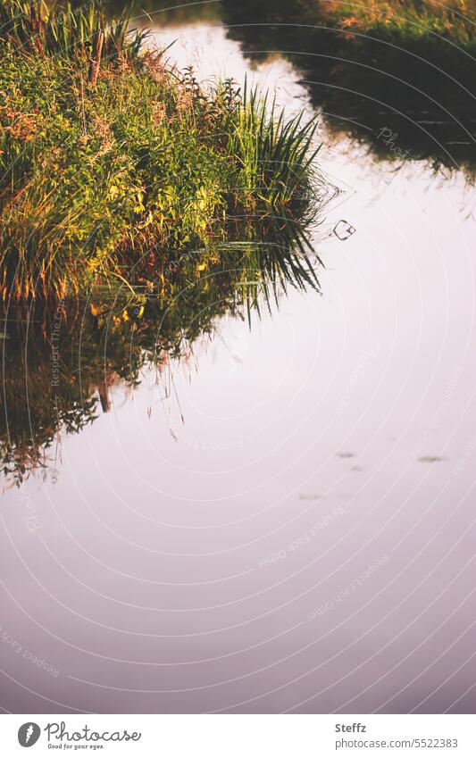 ruhige Aue ruhiges Wasser Bach Bachufer Flüsschen Fluss Flussufer fließen Ufer Biotop Ruhe herbstlich friedlich Schilf Schilfgras Stille Licht Ruhe in der Natur