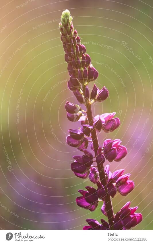 sommerliche Lupinenblüte Gartenlupinen Wolfsbohne blühende Lupinen Blüten violette Blüten Bauerngartenpflanze violette Blumen Schmetterlingsblüten lila