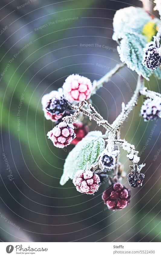 eiskalte Brombeeren Beeren Beerenstrauch Strauchbeeren Frost frostig Raureif Früchte Waldfrüchte Waldpflanzen Waldbeeren Kälteschock kalt erwischt Dezember