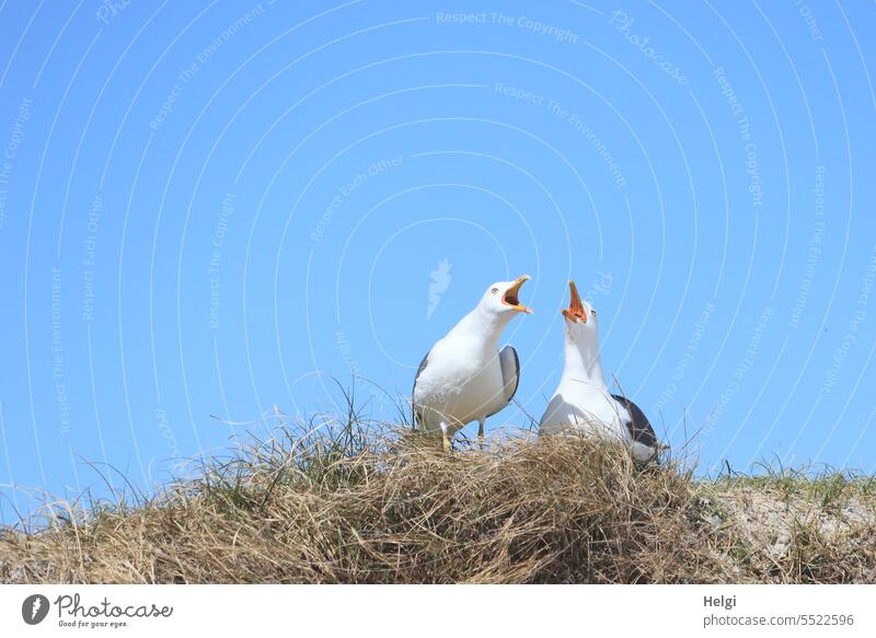 zwei Schreihälse Vogel Möwe Heringsmöwe Düne Dünengras Paar Brutzeit Frühling Helgoland schreien Außenaufnahme Tag Natur Tier Menschenleer Himmel Nordsee Umwelt