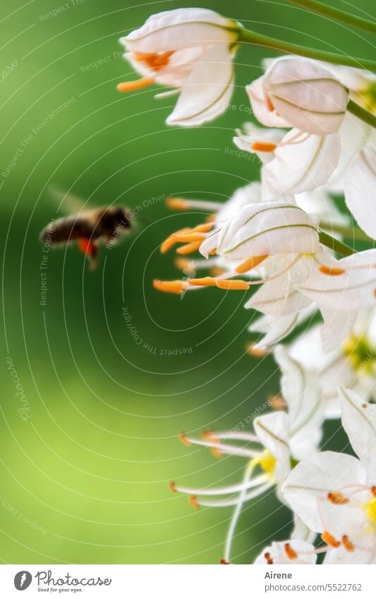 Take away food Biene Blume Natur fleißig Duft nachhaltig natürlich Genuss Lebensfreude genießen Arbeit & Erwerbstätigkeit Pflanze Bienenweide Pollen Tier gelb