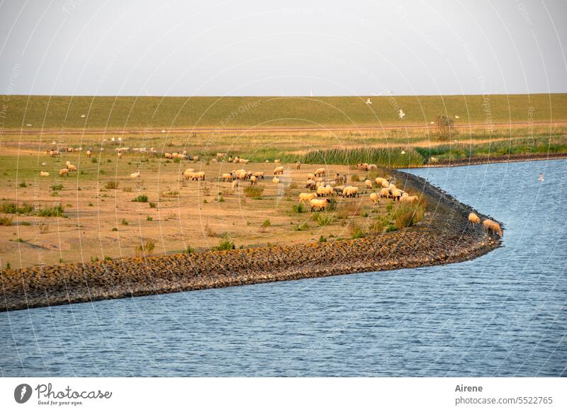 Herdentrieb - blöd nur, wenn der Leithammel ins Wasser geht... Schafherde Schafe Deich Wiese Ebene Feuchtgebiete Himmel Horizont Salzwiese Weitblick Natur Ferne