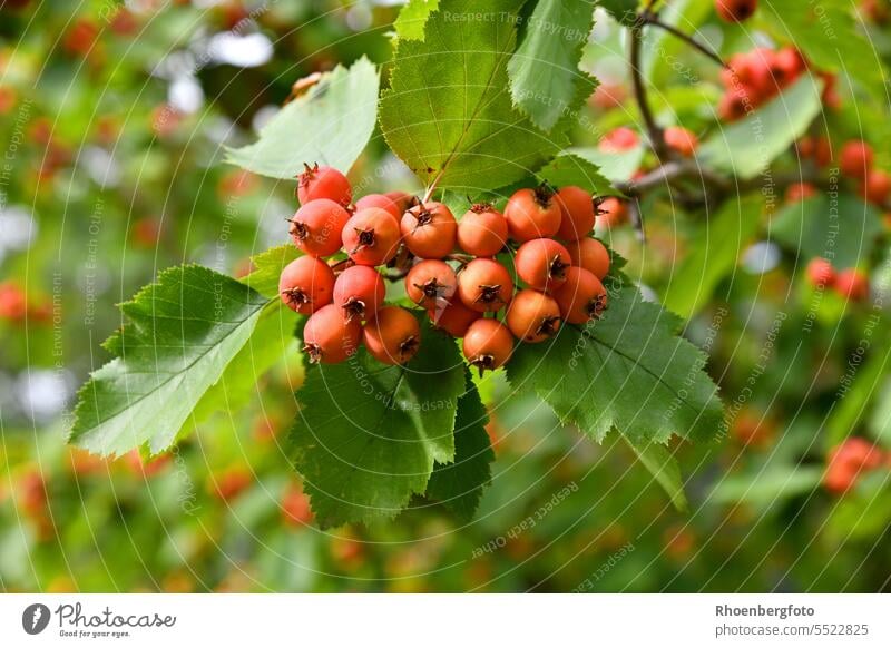 Scharlach-Weißdorn mit roten Früchten gefunden auf der Wilhelma in Stuttgart scharlach-weißdorn baum strauch hecke früchte natur august beeren scharlachdorn