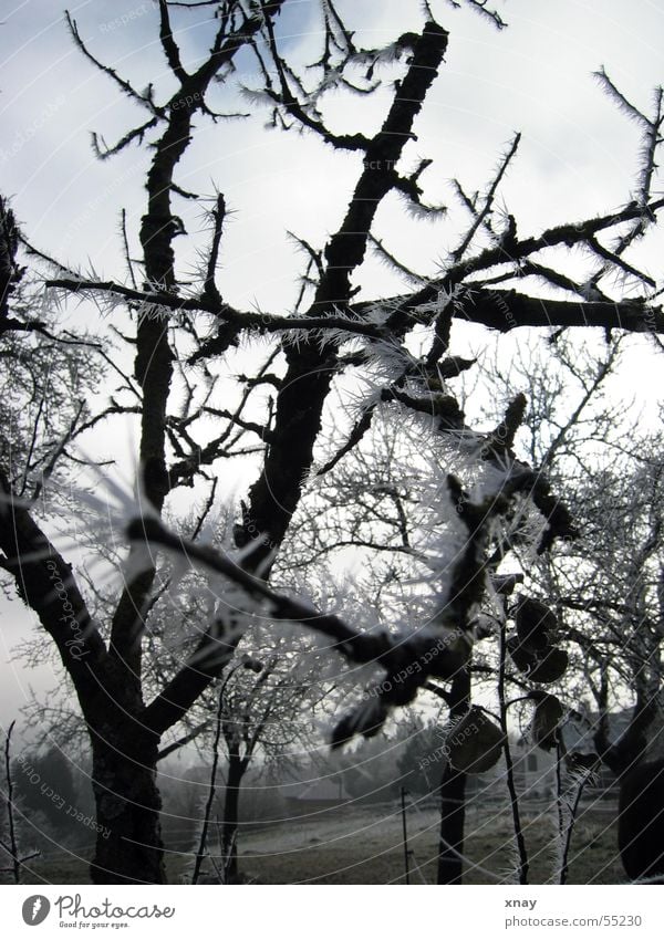 Eisnadeln kalt Winter stachelig Frost Raureif