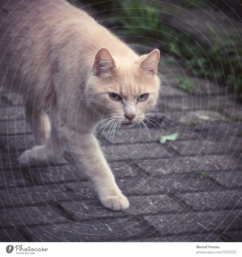 Katze, schräg von links Dorf Fußweg Pflasterweg Pflastersteine 1 Tier braun gold grau schwarz Spannung Konzentration beobachten schleichen schleichend Pfote