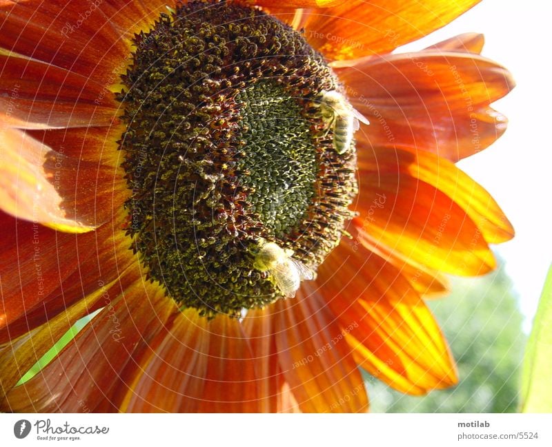 fleissige Sammler Sonnenblume Biene Sammlung Honig Pollen Sommer rot sammler