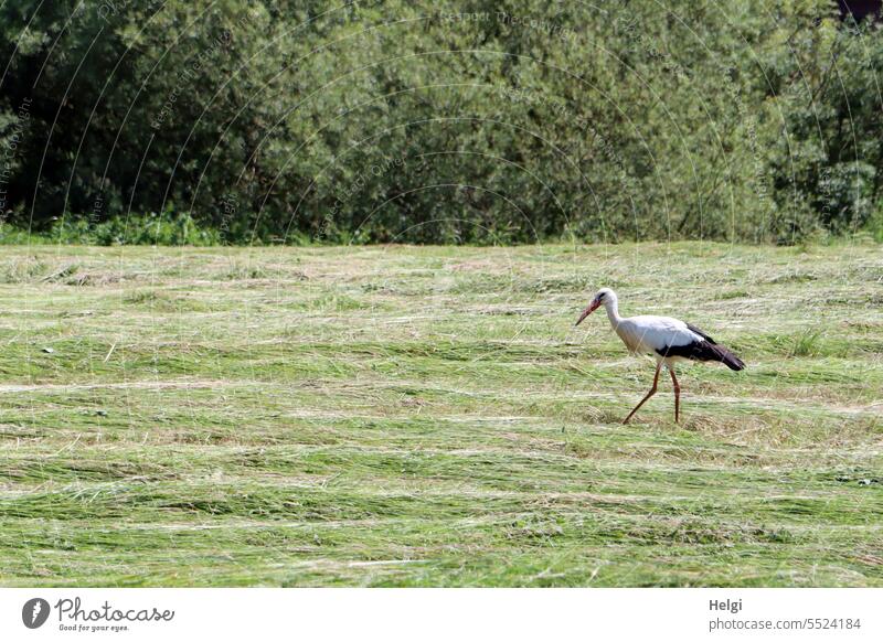 Weißstorch auf Futtersuche Storch Vogel Wiese Heu Freiheit Sträucher draußen Außenaufnahme Tier Natur Wildtier Farbfoto Menschenleer Tierporträt Sommer