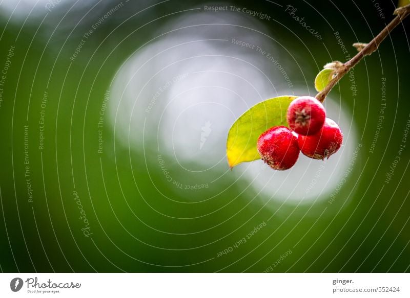 Rote Bommeln Umwelt Natur Pflanze Herbst Schönes Wetter Sträucher grün rot Bokeh Windung Frucht Beerensträucher Zweig 3 hell und dunkel Fruchtstand hängen klein