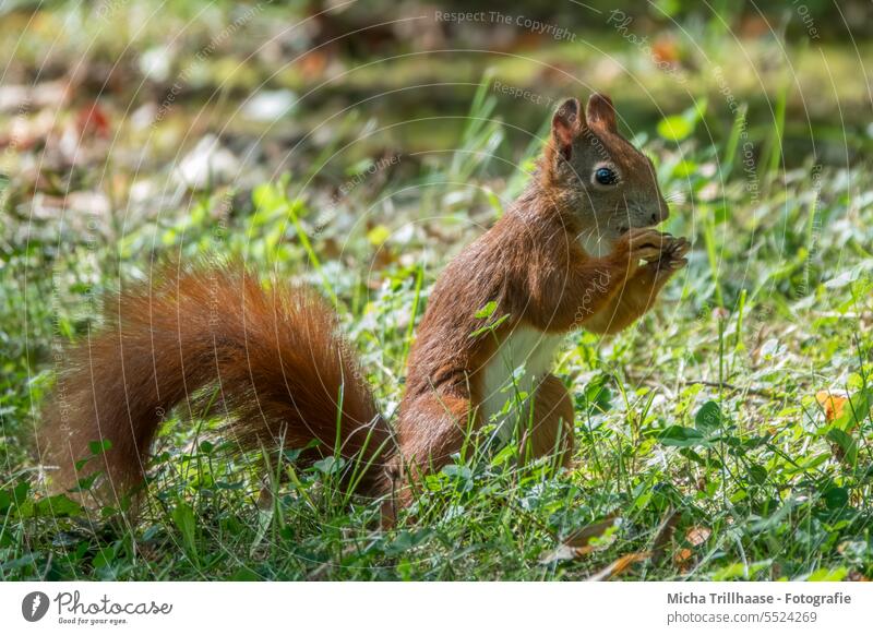 Fressendes Eichhörnchen auf der Wiese Sciurus vulgaris Wildtier Tiergesicht Fell Nagetiere Pfote Krallen Schwanz Ohr Tierporträt Nahaufnahme Detailaufnahme