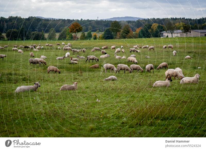 Große Schafherde im Herbst auf einer rießigen Wiese direkt an der Bundesstraße. Im Hintergrund eine Baumreihe und Wals sowie der Keulenberg in Sachsen bei Königsbrück.