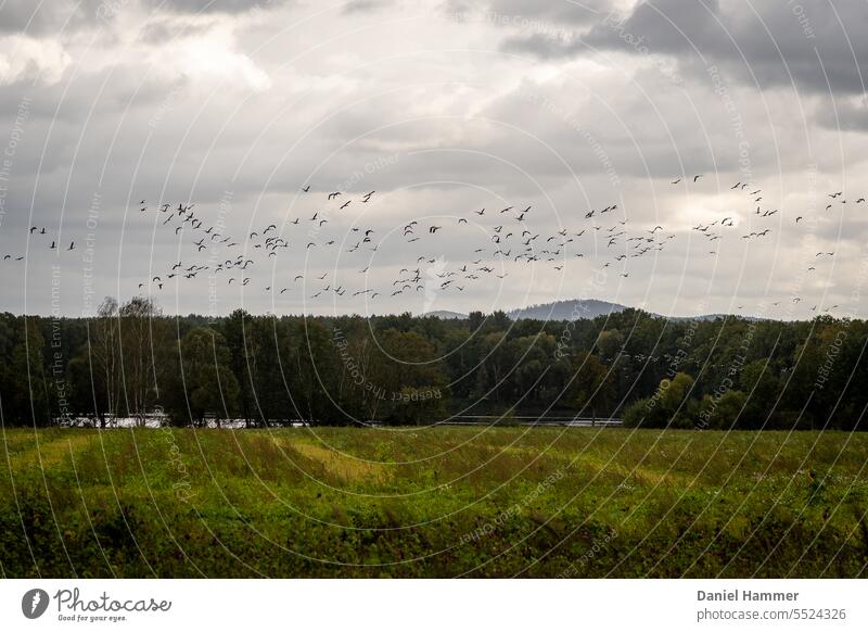 Zugvögel im Herbst über einer Blühwiese. Im Hintergrund Laubwald und ein Berg. Zugvogel Wiese Wald Berge Himmel Wolken fliegen Wildtier Vogelschwarm Schwarm