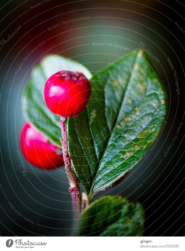 Herbstbild zum Winteranfang Umwelt Natur Pflanze Schönes Wetter Sträucher Duft Wachstum rot grün Vogelbeeren Blatt saftig ködern Wachsamkeit vertikal Frucht