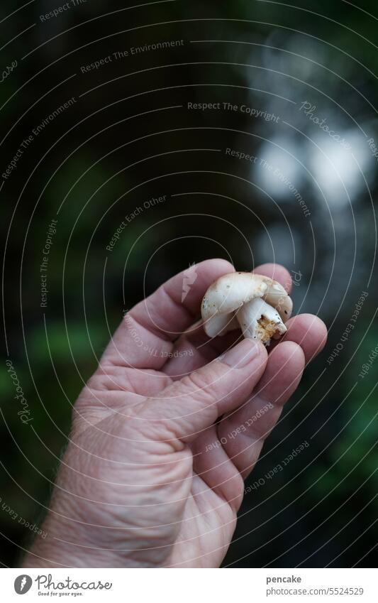 der mensch lebt nicht vom lebkuchen allein | es dürfen auch mal pilze sein Pilz Pilze Hand zeigen finden essen Lebensmittel Herbst Nahaufnahme frisch Wald