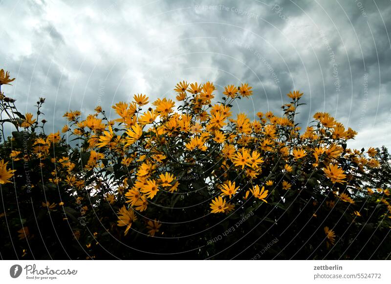 Blumen im Herbst abend ast baum blühen blüte dunkel dämmerung erholung erwachen ferien garten hecke himmel kleingarten kleingartenkolonie knospe korbblütler