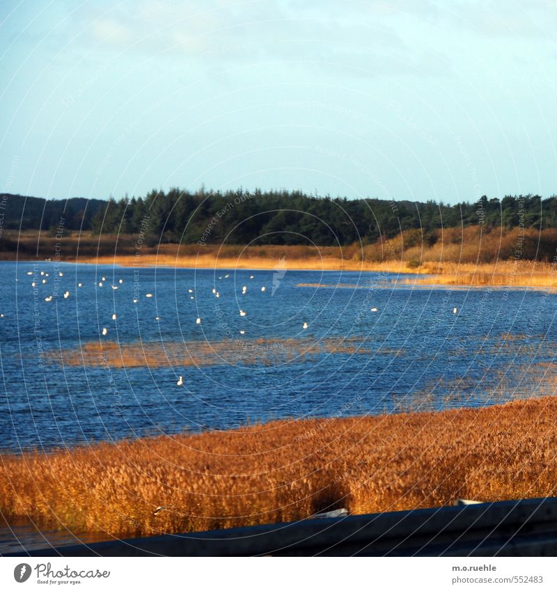 white dots Ferien & Urlaub & Reisen Tourismus Ausflug Abenteuer Ferne Umwelt Natur Landschaft Pflanze Tier Himmel Herbst Schönes Wetter Sträucher Grünpflanze