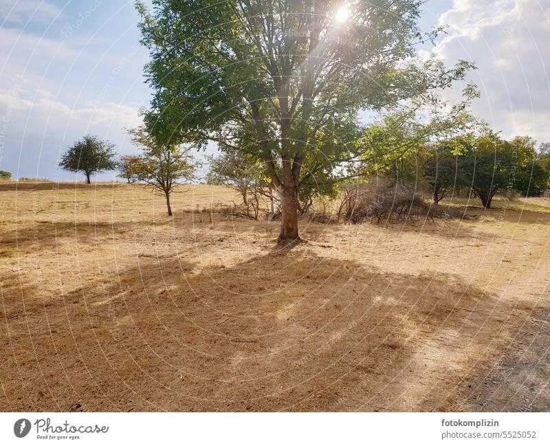 Baum in einer trockenen Graslandschaft Trockenheit trockenes Gras Sonnenlicht Wiese Natur Landschaft Spätsommer Steppe strohgelb Menschenleer Umwelt Sommer