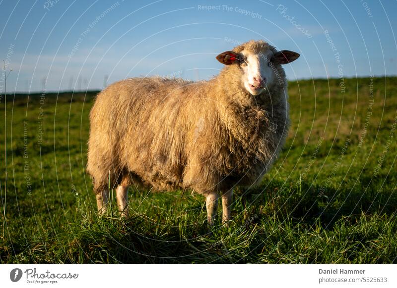 Wunderschöner junger Schafbock im Oktober bei goldenem Licht auf einer grünen Wiese. Ostfriesisches Milchschaf, sein Name ist „Stachi - unsterblich“ Portrait