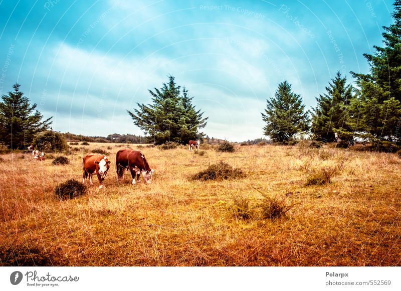 Hereford-Kühe Fleisch Sommer Umwelt Natur Landschaft Tier Himmel Wolken Gras Wiese Kuh Herde Fressen stehen braun grün Farbe USA amerika Rind Rindfleisch hier