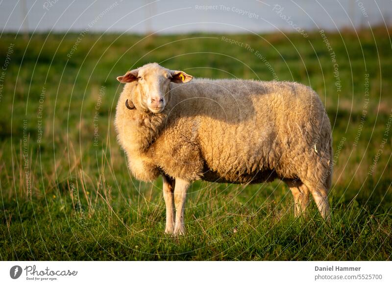 Ostfriesisches Milchschaf im Oktober bei goldenem Licht auf einer grünen Wiese. Ihr Name ist „Määäändy“ Schaf Portrait ostfriesisches milchschaf Weide Gras Tier