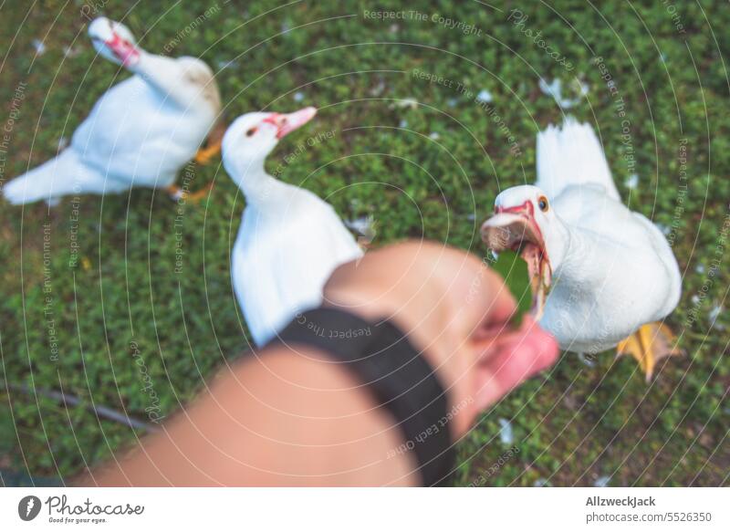 Eine mutige Gans lässt sich von Hand mit einem Blatt füttern während sie von zwei anderen Gänsen gierig und neidisch beäugt wird gänse tiere Tier Gruppe Bande