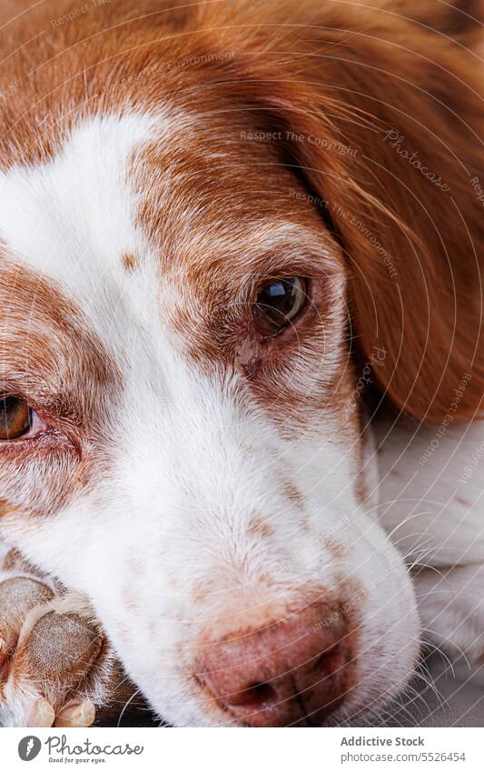 Bretonischer Spaniel auf dem Boden liegend Hund Tier bezaubernd Reinrassig Fell Lügen gehorsam Haustier freundlich Begleiter Freund Eckzahn Säugetier Maul süß