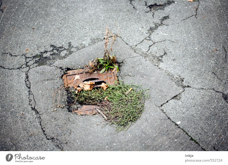 Grünanlage Umwelt Herbst Pflanze Gras Stadtrand Menschenleer Gully Straße Asphalt Abfluss Ekel Gefühle trist Natur Umweltverschmutzung Verfall Rest Gitterrost