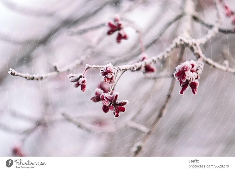 Pfaffenhütchen bedeckt mit Raureif Dezember Wetter Klima Kälteschock frostig Frostgefühl kalt erwischt gefroren frieren Eisrand winterlich Winterkälte