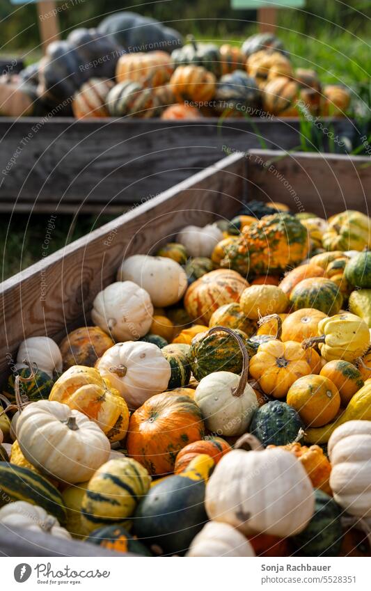 Zierkürbisse in einer Holzkiste zierkürbis bunt Haufen Herbst Kürbis Halloween Dekoration & Verzierung Ernte Erntedankfest Oktober orange reif Feiertag