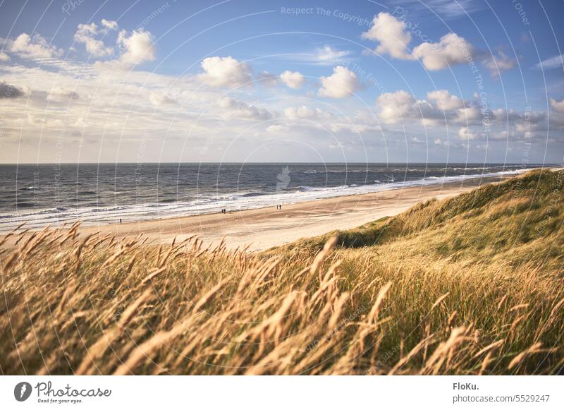 Goldene Küste in Jütland Nordsee Nordseeküste Strand Düne Sand Ferien & Urlaub & Reisen Dünengras Natur Landschaft Meer Himmel Dänemark Erholung Tourismus