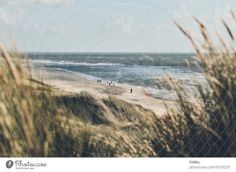 Strandspaziergang an der dänischen Nordseeküste Küste Düne Sand Ferien & Urlaub & Reisen Dünengras Natur Landschaft Meer Himmel Dänemark Erholung Tourismus