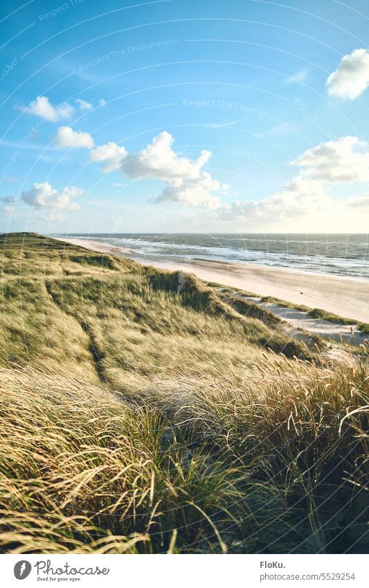 Sonnenschein und Dünengras an dänischer Küste Dänemark Nordsee Strand Meer Ferien & Urlaub & Reisen Himmel Sand Natur Nordseeküste Wolken Landschaft Tourismus