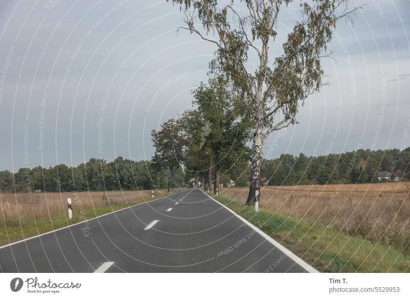 Landstraße in Brandenburg Herbst Allee Baum Straße Landschaft Wege & Pfade Menschenleer Außenaufnahme Natur Verkehrswege Tag Straßenverkehr Autofahren Farbfoto