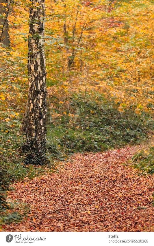 Herbstpfad Waldweg Herbstweg Herbstlaub Herbstfärbung Novemberwald Herbstblätter Herbstfarben Herbststimmung herbstlich Herbstgefühl Bäume Herbstwald Birke