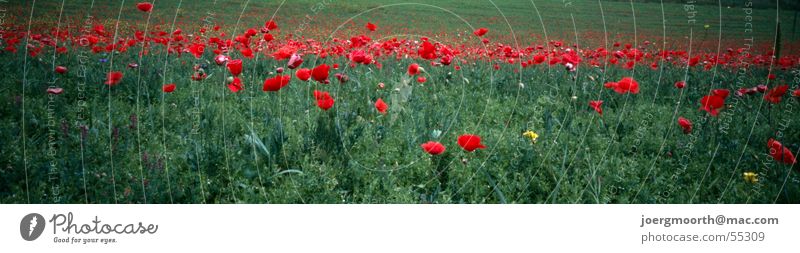 berauschend Mohn Wiese Gras rot Blume Italien Abruzzen Blüte Panorama (Aussicht) ruhig Landschaft sommer grün Kontrast Farbe entspannnung groß